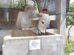 Sapi-jenis-Peranakan-Ongole.jpg
