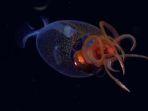 Seekor-Mesonychoteuthis-hamiltoni-muda-invertebrata-terberat-di-bumi.jpg