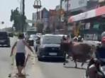 Sapi Qurban Lepas hingga Lintasi Jalan Raya Saat Hendak Disembelih di Ciputat