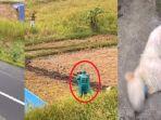 Seorang-pria-dewasa-terekam-menembak-anjing-anjing-yang-tengah-meneduh-di-Desa-Wisata-Jatiluwih.jpg
