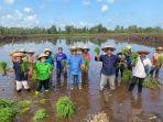 Kementan Kebut Target Swasembada, Sehari Selesaikan Tanam Perdana di Dua Lokasi Cetak Sawah Baru