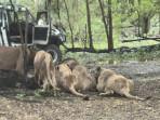 Viral Video Petugas Kebun Binatang di Thailand Tewas Dikeroyok Singa, Saksi Ungkap Kejanggalan