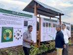 Lahan Banyuwangi di Jatim Disulap Jadi Pusat Kelapa Genjah, Upaya PTPN I Gencarkan Hilirisasi