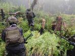 TNI-temukan-ladang-ganja-seluas-5000-meter-persegi-di-pegunungan-bintang-papua.jpg