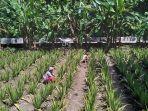 Tanaman-lidah-buaya-yang-pelepahnya-bakal-diolah-oleh-UD-Mount-Vera-Sejati-Gunungkidul.jpg