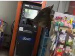 Tangkapan-layar-sapi-masuk-minimarket-di-Kelapa-Dua-321.jpg