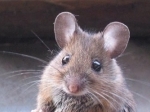 Tikus-Tikus.jpg