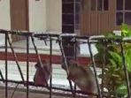 Tikus-yang-menyerbu-rumah-warga-di-Karawang.jpg