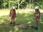 Tim-damkar-JBPM-Kuala-Krai-saat-menangkap-ular-piton-yang-memakan-tiga-kambing.jpg