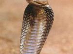 Ular-cobra.jpg