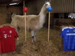 Unta-Llama-3445.jpg