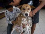 Vaksinasi-rabies-untuk-anjing-di-Denpasar-Barat.jpg