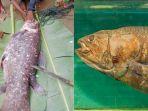 Viral-Penemuan-Ikan-Coelacanth-di-Gorontalo-Fosil-Hidup-yang-Sudah-Ada-Sejak-400-Juta-Tahun-Lalu.jpg
