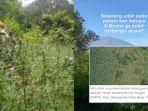 Viral-Warganet-Kaitkan-Penemuan-Ladang-Ganja-dengan-Larangan-Drone-di-Bromo-TNBTS-Beri-Klarifikasi.jpg