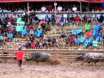adu-kerbau-silaga-tedong-di-toraja_20170403_223535.jpg