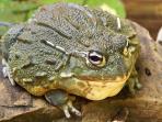 african-bulfrog_20160301_173542.jpg