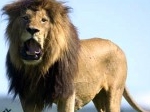 afrika-lion.jpg