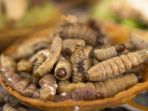 agave-worms_20180906_104756.jpg