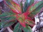 aglaonema-commutatum-red-edge_20180818_121954.jpg