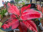 aglonema-suksom-laris-manis-di-aceh-besar_20200824_182122.jpg
