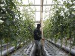 agronative-farm-desa-cibodas-kementan.jpg