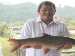 aher-ikan-kancra_20150207_041526.jpg
