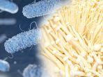 ahli-beberkan-keunikan-listeria-monocytogenes-bakteri-yang-sudah-ditemukan-sejak-1924.jpg