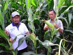akhir-november-tulungagung-pasok-jagung-54-ribu-ton_20151109_161350.jpg