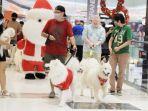 Aksi Anjing Samoyed Meriahkan Ajang Akhir Tahun