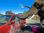 aksi-gajah-mencuci-mobil-pengujung-dengan-belalainya-dikecam-pecinta-hewan_20170118_162329.jpg