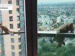 aksi-koceng-di-apartemen.jpg