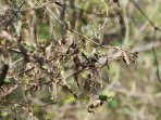 aktivis-nol-sampah-periksa-mangrove-kering-di-wonorejo_20150429_174432.jpg