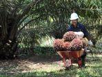 aktivitas-petani-sawit-6.jpg