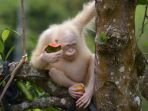 alba-orangutan-albino-di-kalimantan_20170930_214146.jpg
