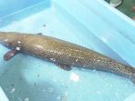 aligator-muncul-di-nagoya-jepang_20170518_095003.jpg