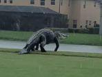 aligator-raksasa-terekam-kamera-sedang-berkeliaran-di-lapangan-golf.jpg