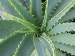 aloe-arborescens.jpg