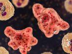 amoeba-pemakan-otak-atau-naegleria-fowleri-4875676.jpg