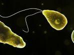 amuba-pemakan-otak-naegleria-fowleri.jpg