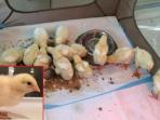 anak-ayam-sakit-hati_20141113_150950.jpg