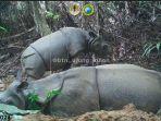 Tersisa Kurang dari 200 Ekor, Badak Nusantara Terancam Punah