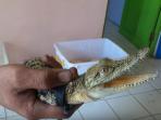 anak-buaya_20151130_185011.jpg
