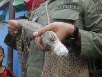 anak-buaya_20180725_173211.jpg