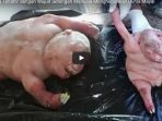 anak-domba-terlahir-dengan-wujud-setengah-manusia-menghebohkan-dunia-maya_20170629_145133.jpg
