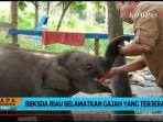 anak-gajah-ditemukan-terjerat-di-hutan-riau.jpg