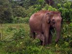 anak-gajah-lahir-di-tntn_20171126_201516.jpg