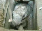 anak-gajah-terjebak-dalam-got_20160531_144655.jpg