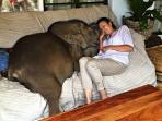 anak-gajah_20160221_015435.jpg