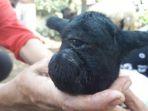 anak-kambing-bermata1.jpg