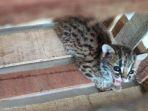 anak-kucing-hutan13.jpg